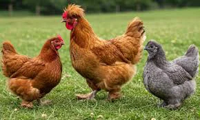 gallinas