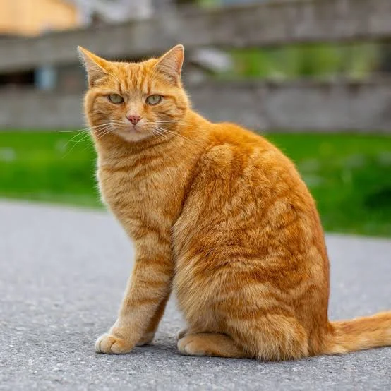 gatito