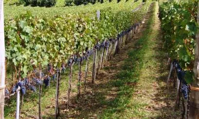 viñedos