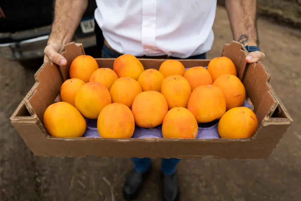 naranjas-1005x670