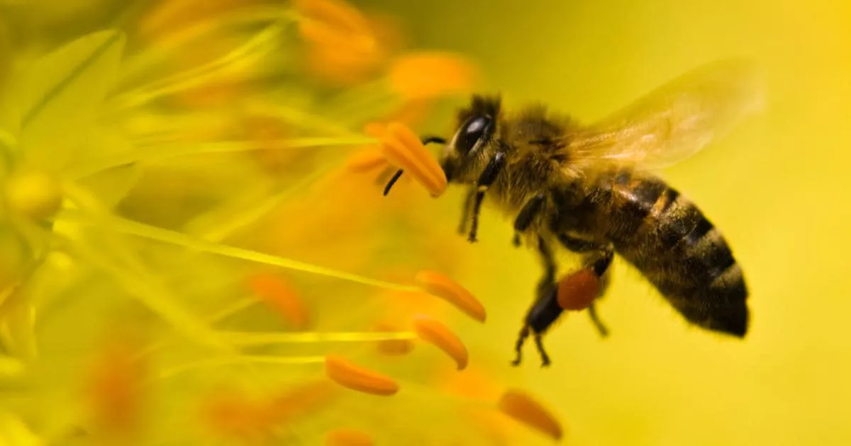 abejas