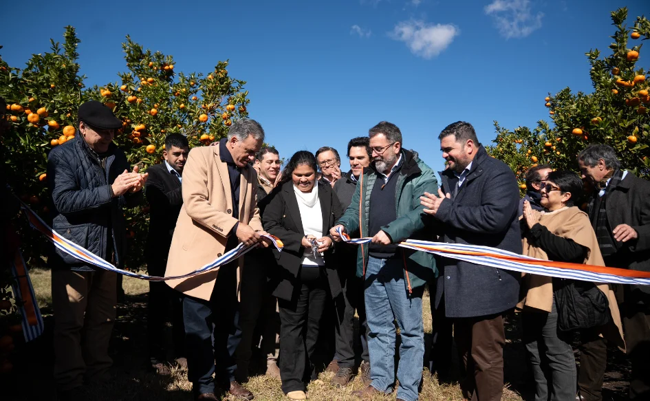 ignaguración naranjas