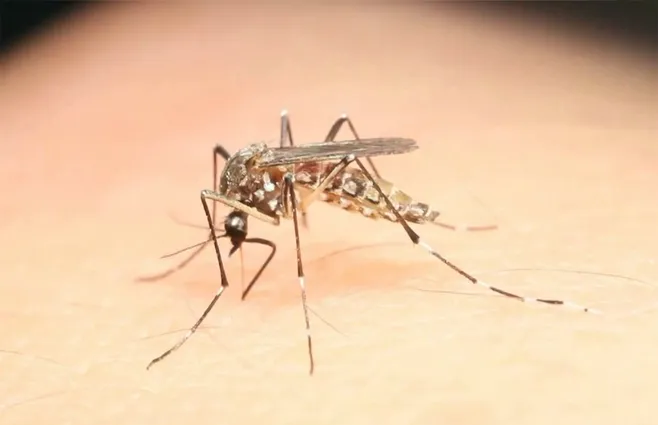 mosquito-dengue-aedesjpg