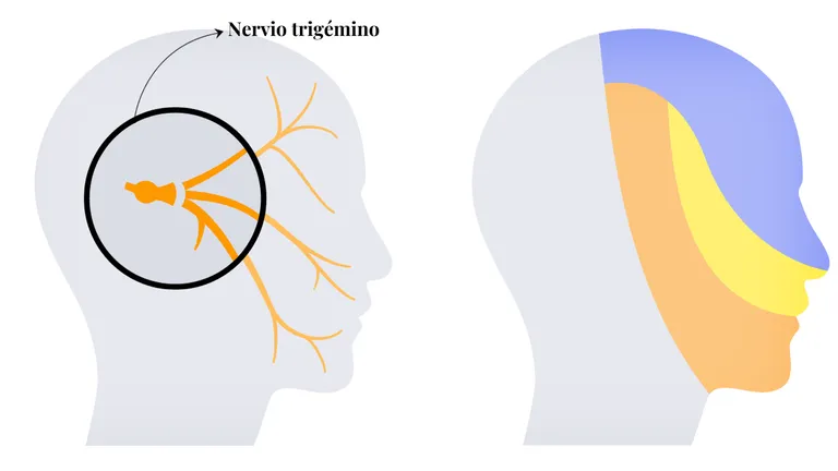 nervio