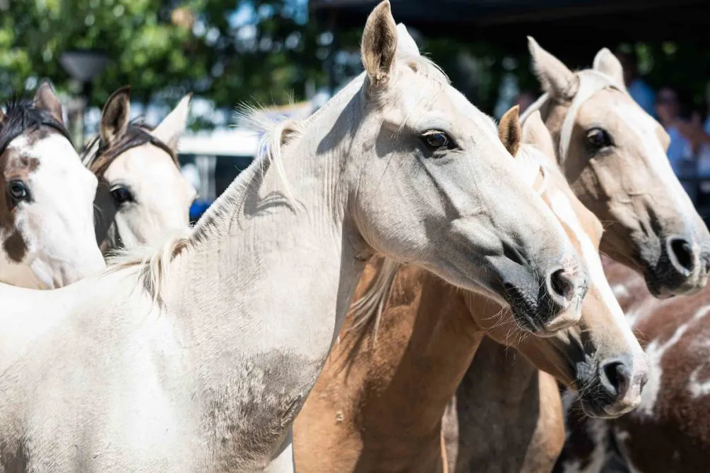 caballos