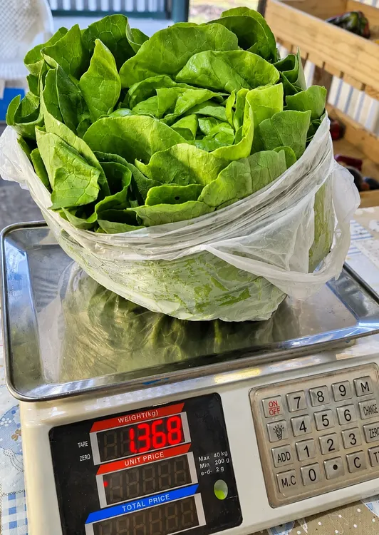Lechuga fresca en báscula digital