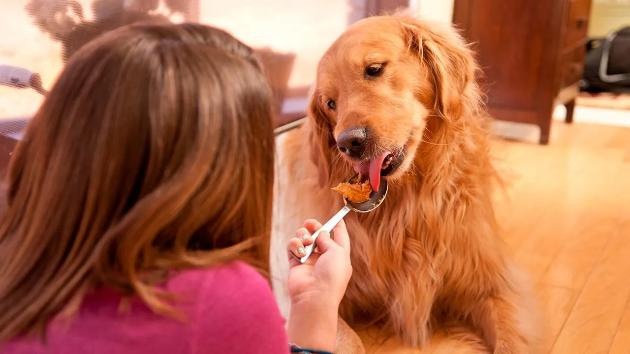 comida-sostenible-perros-6-XxXx80