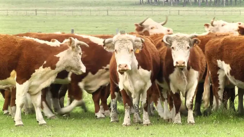 vacas1