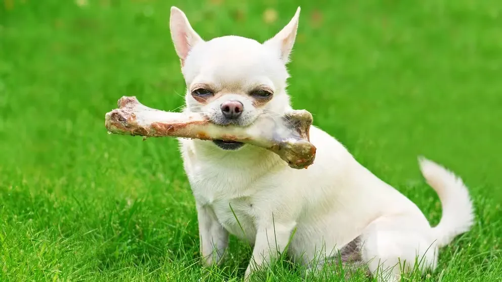 perro