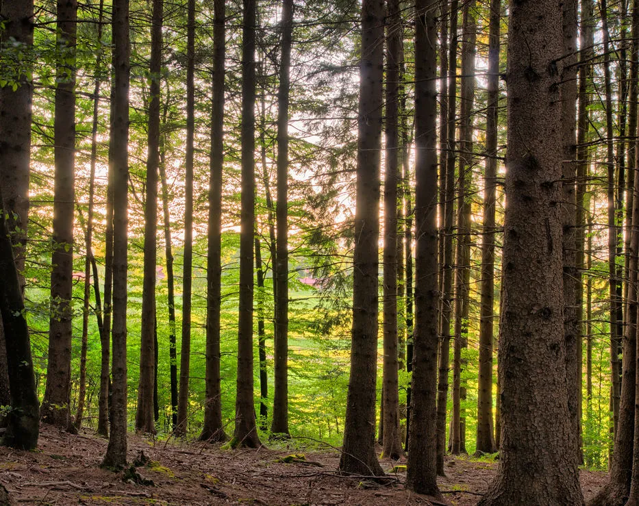 BOSQUES