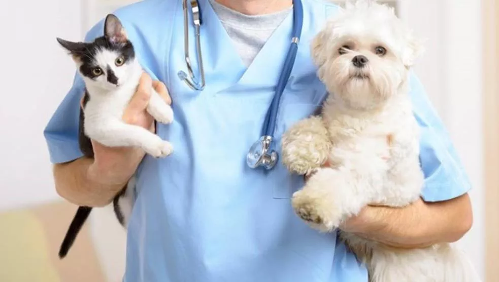 esterilizacion-perros-gatos