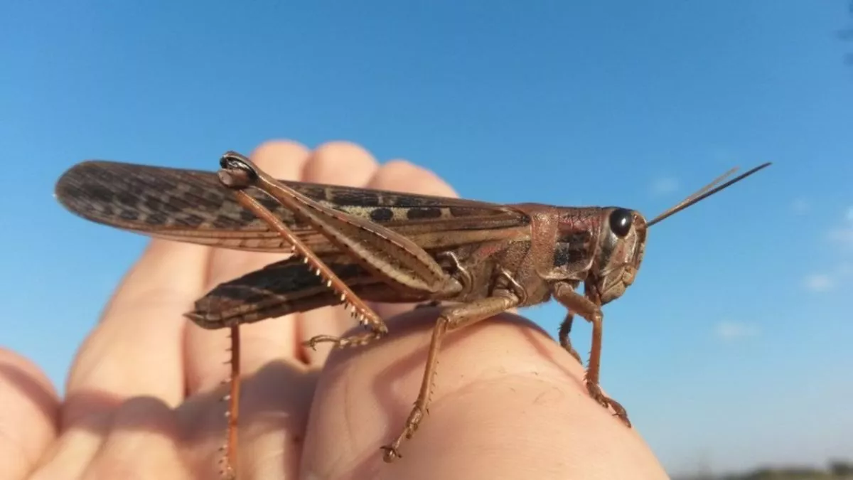 langosta-1