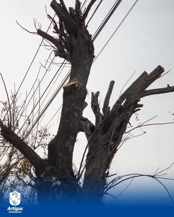 arbol