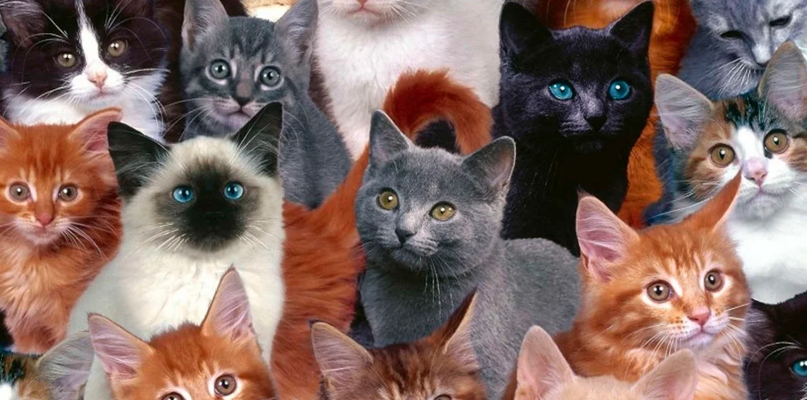 estres en gatos