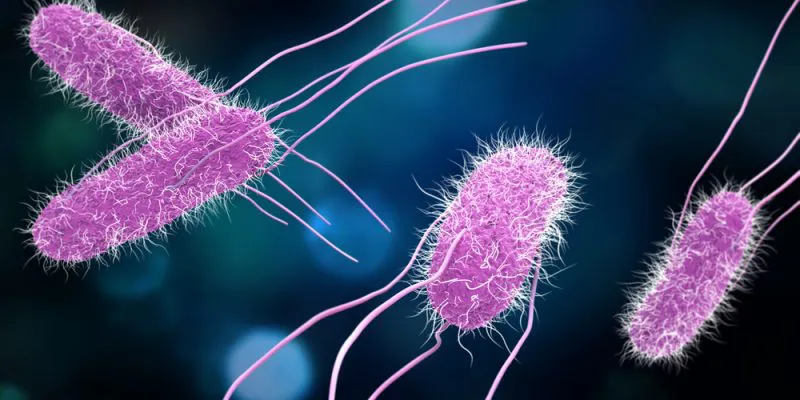 bacteria-e1536617090801-800x400