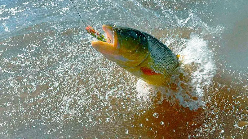 dorado 2