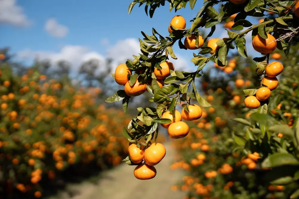 NARANJAS