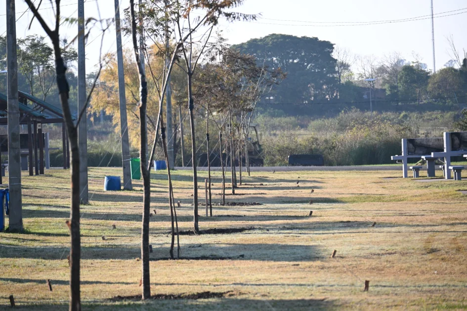 plantación alur