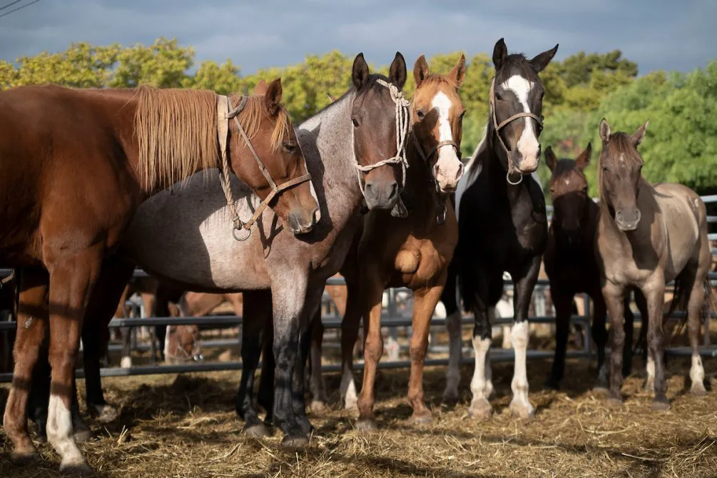 CABALLOSS