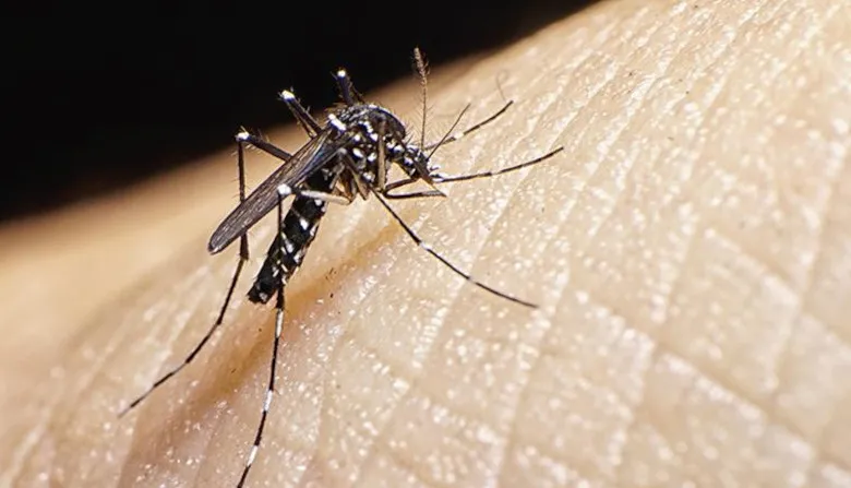 mosquito