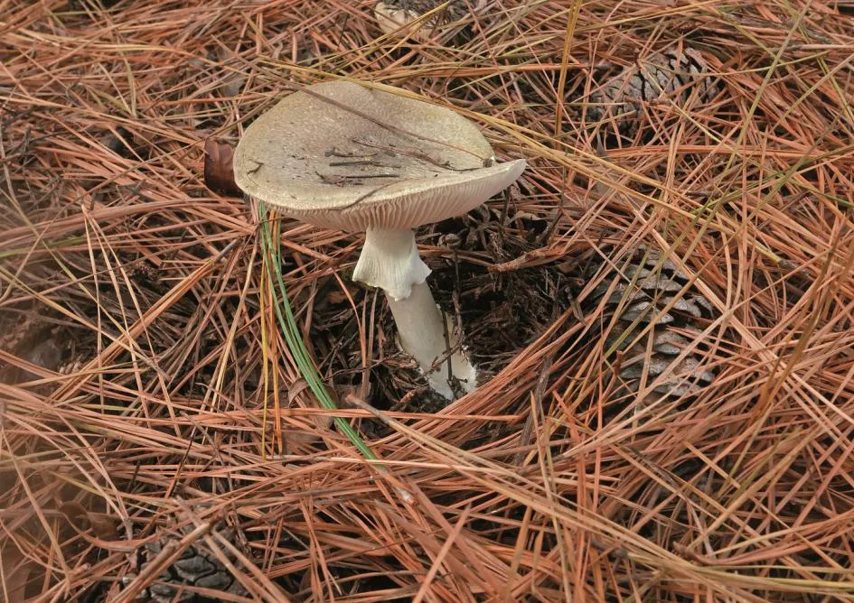 Amanita_phalloides_01